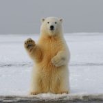 Bear - polar bear on snow covered ground during daytime