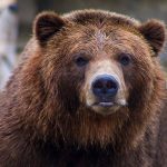Bear - shallow focus photo of brown grizzly bear