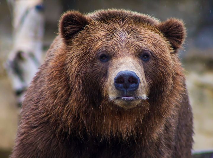 Should You Carry a Firearm while Hiking in Bear Country?