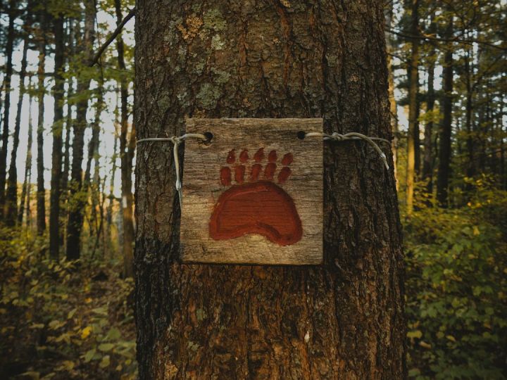 Bear Tracks - beware of bear tree signage