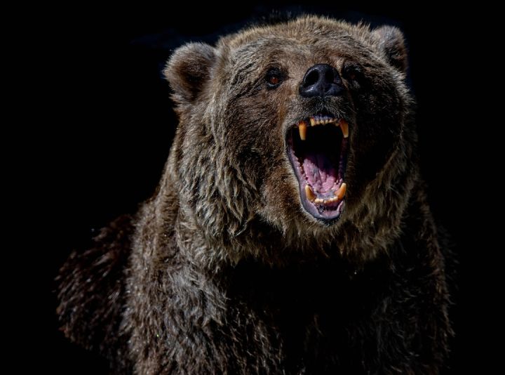 What Is the Chance of Surviving a Bear Encounter?