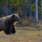 Bear - brown bear walking near trees