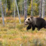 Bear - black bear near trees