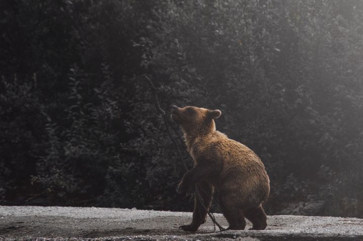 Bear - brown bear cub