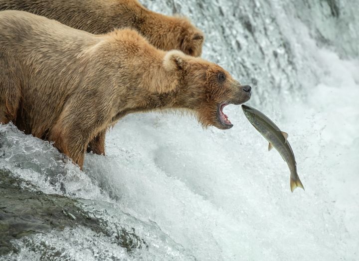 Bear - two bears are fighting over a fish in a waterfall
