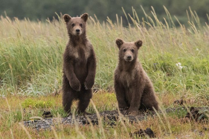 Bear - two gray bears in green lawn grasses