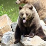 Bear - brown bear on green grass during daytime