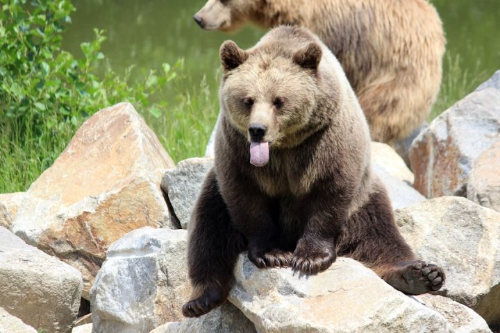 What’s the Safest Way to Observe Bears?
