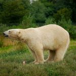Bear - polar bear walking on green grass during daytime