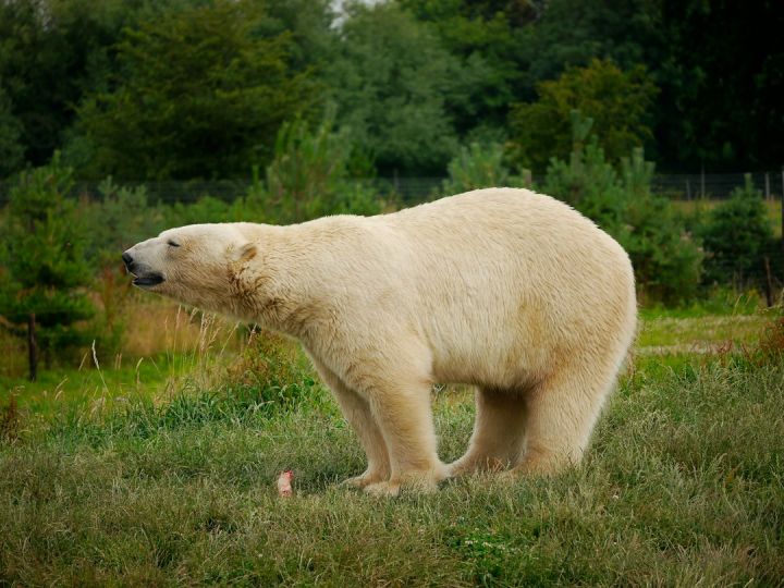 Bear - polar bear walking on green grass during daytime