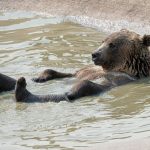Bear - brown bear on water during daytime