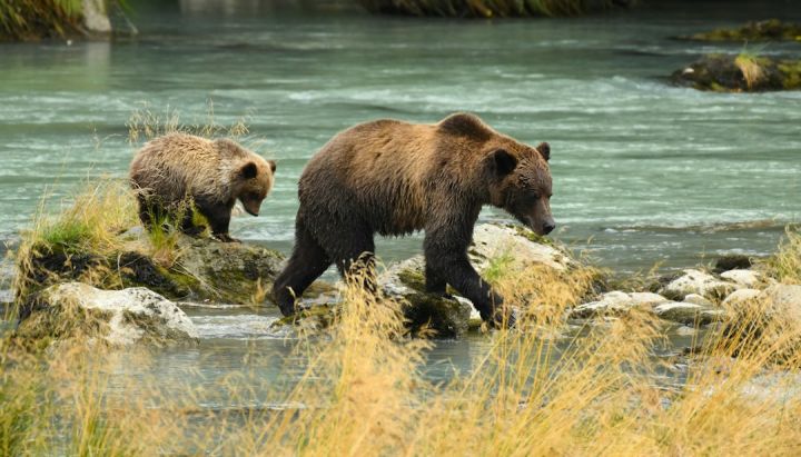 Bear Run - a couple of bears walking across a river