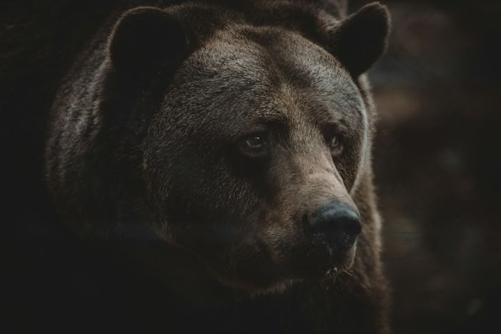 Bear - a close up of a brown bear's face