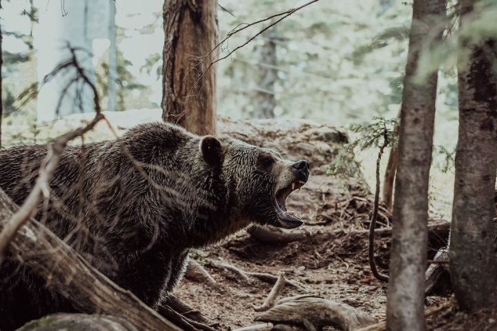 How to Hike Safely during Bear Season?