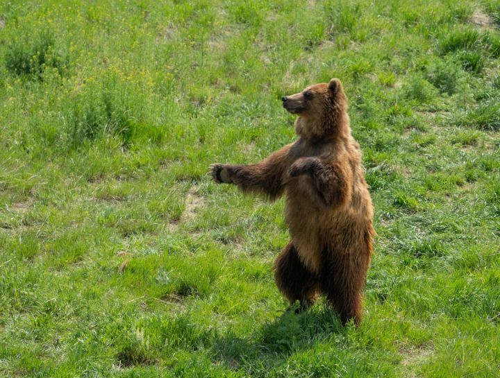 Bear - brown bear on green grass field during daytime