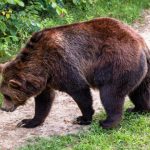 Bear - brown bear in a road during daytime