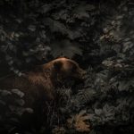 Bear - brown bear beside plants and trees