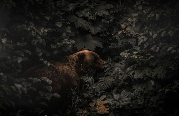 Can You Predict a Bear’s Actions?