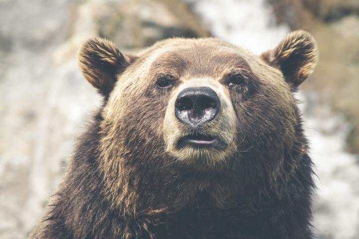 Bear - brown bear selective focal photo during daytime