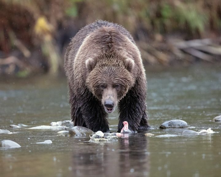 Bear - grizzly bear on creek
