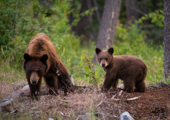 Are Bears Territorial Animals?