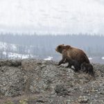 Bears - grizzly bear walking on mountain
