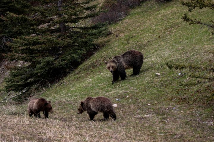 Bears - three bear in a field near tree during daytime