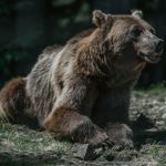 Bears - brown bear on green grass during daytime