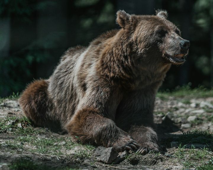 Bears - brown bear on green grass during daytime