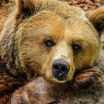 Bears - bear, grizzly bear, brown bear