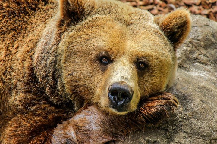 Bears - bear, grizzly bear, brown bear
