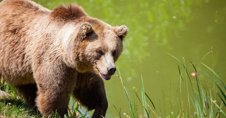 Bear - Grizzly Bear Walking Beside Pond