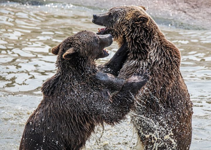 Bears - brown bear on body of water during daytime