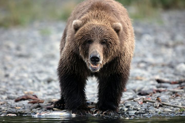 Bears - brown bear '