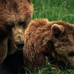 Bears - two brown bears on grass field