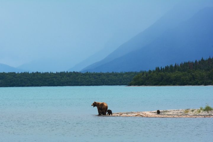 Bears - brown bear standing on seashore near sea under blue sky during daytime
