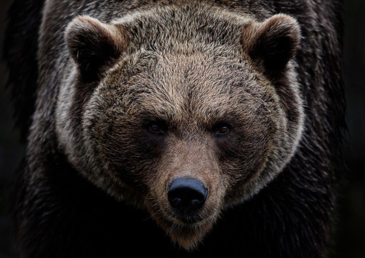 Bear - brown bear, grizzly bear, bear