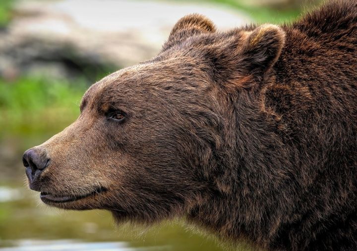 Bear - brown bear, grizzly bear, bear