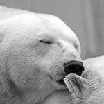Bears - Close Up Photo of Polar Bear with its Eyes Closed