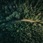 Forest - aerial shot of road surrounded by green trees