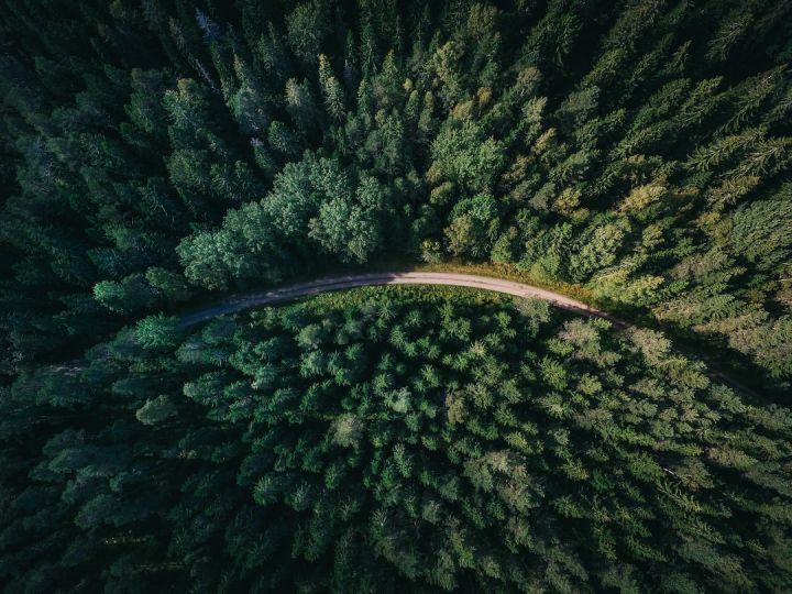 Forest - aerial shot of road surrounded by green trees