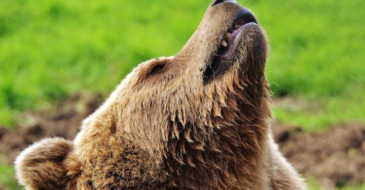 Are There Any Bear-proofing Techniques for Your Home?