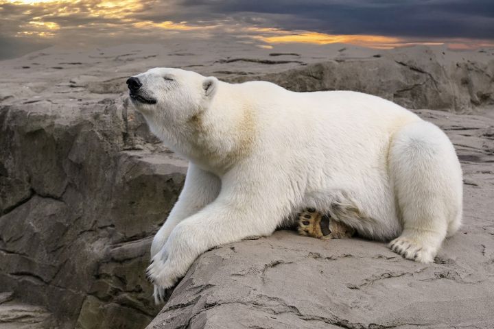 Bears - polar bear, bear, rock