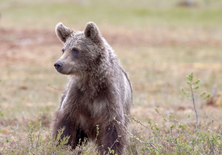 Bears - bear, brown bear, bear cub