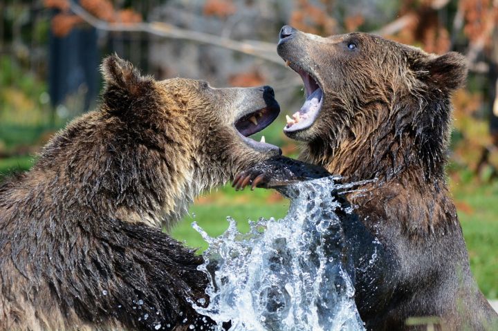 Bears - grizzlies, bears, sparring