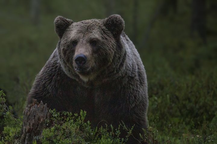 Bear - bear, wild, nature