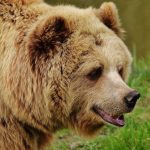 Bears - bear, wildpark poing, brown bear
