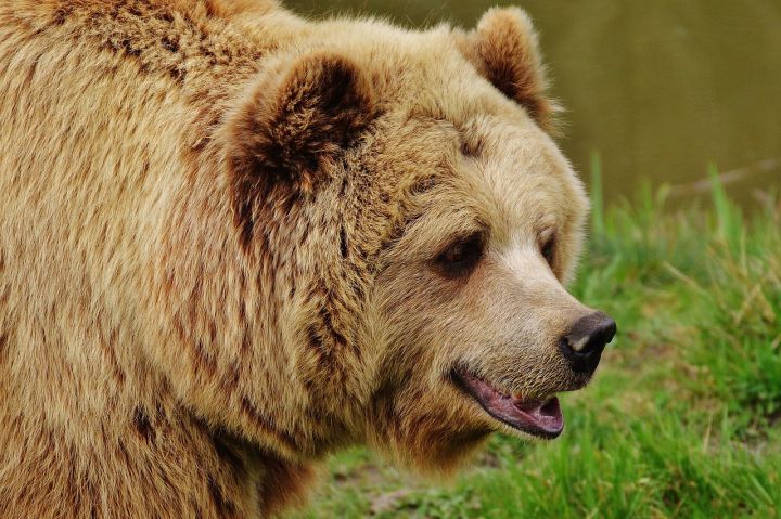 Bears - bear, wildpark poing, brown bear
