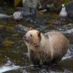 Bears - grizzly bear, grizzly cub, river