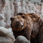 Bears - animal, bear, wildlife